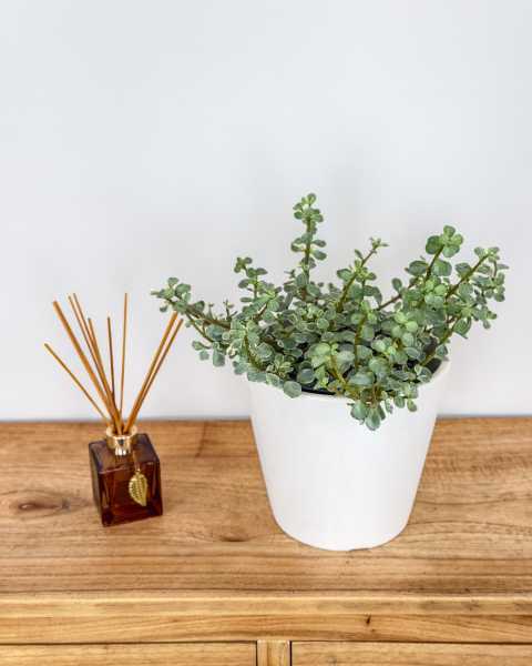 Medium, Bush