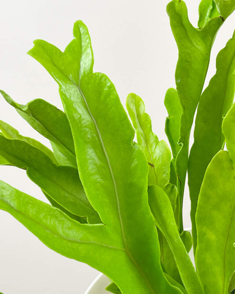 Elkhorn Fern PlantVine