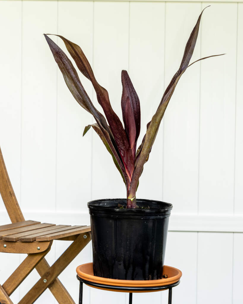 Crinum augustum ‘Queen Emma’, Crinum Lily ‘Queen Emma’ PlantVine