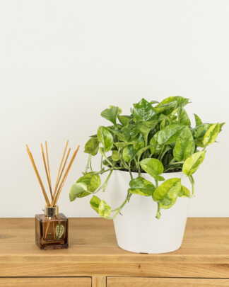 Epipremnum Global Green