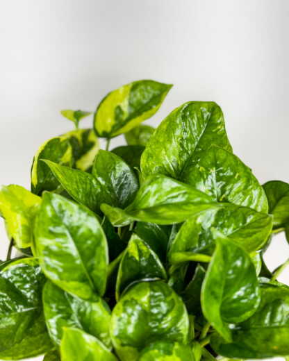 Epipremnum Global Green