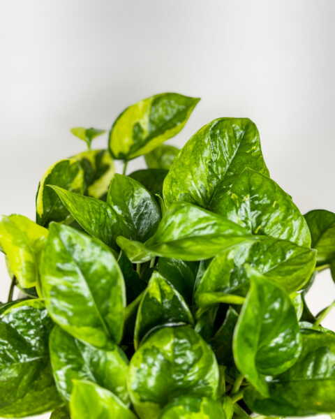 Foliage Foliage