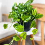 Epipremnum Global Green