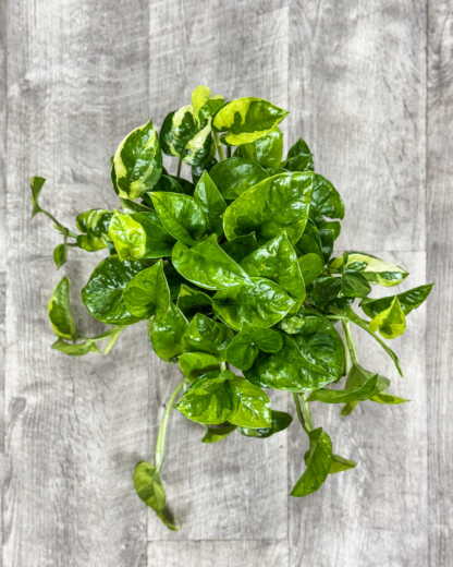 Epipremnum Global Green