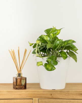 Epipremnum Lemon Meringue