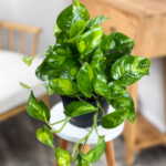 Epipremnum Lemon Meringue
