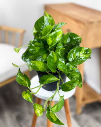 Epipremnum Lemon Meringue
