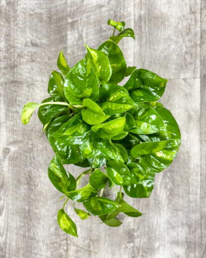 Epipremnum Lemon Meringue