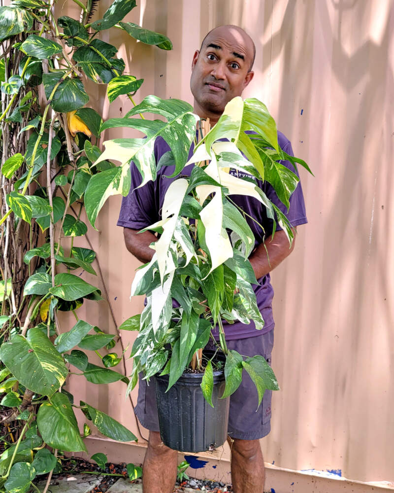 Variegated Epipremnum pinnatum