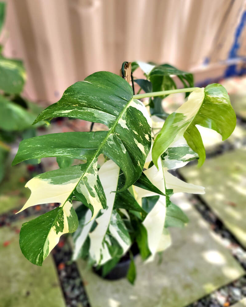 Variegated Epipremnum pinnatum