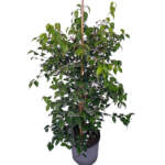 eugenia confusa large