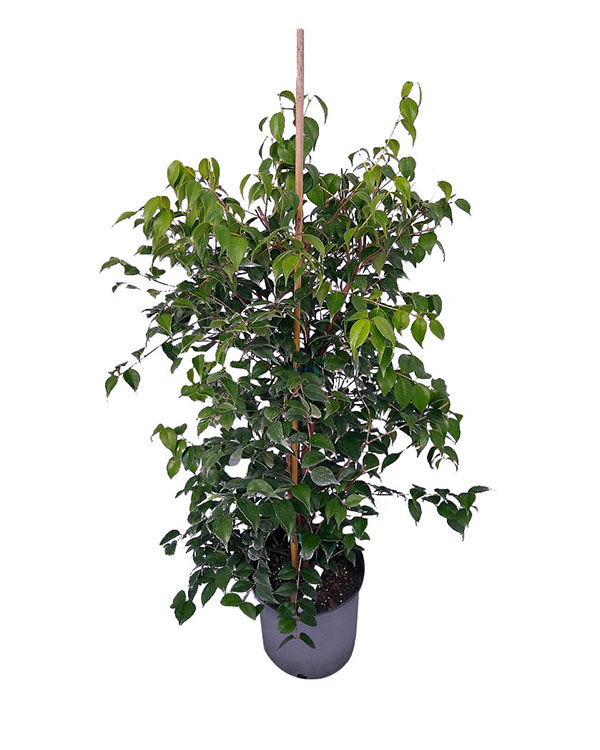 Eugenia confusa, Redberry Stopper