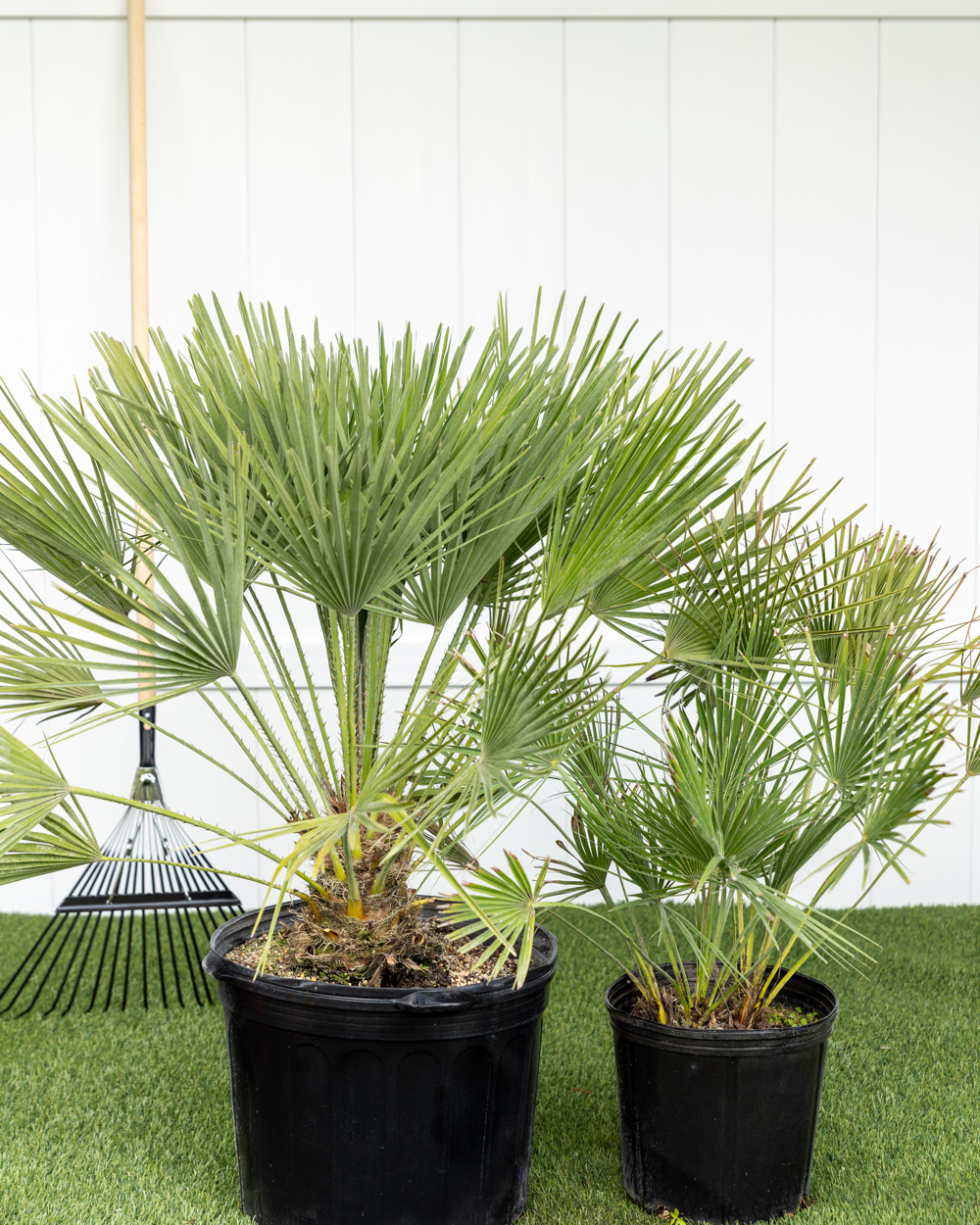 Vær stille blæse hul adelig Chamaerops humilis, European Fan Palm, Mediterranean Fan Palm | PlantVine
