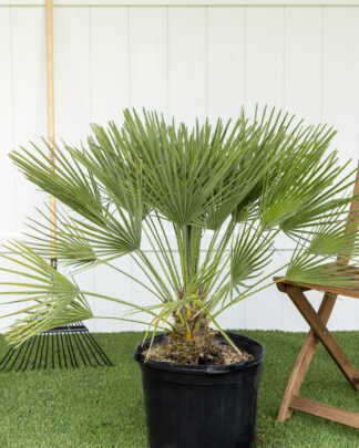 euopean fan palm xl