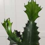 Euphorbia grandicornis