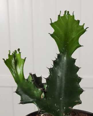 Euphorbia grandicornis