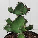Euphorbia tortilis