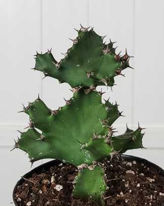 Euphorbia tortilis