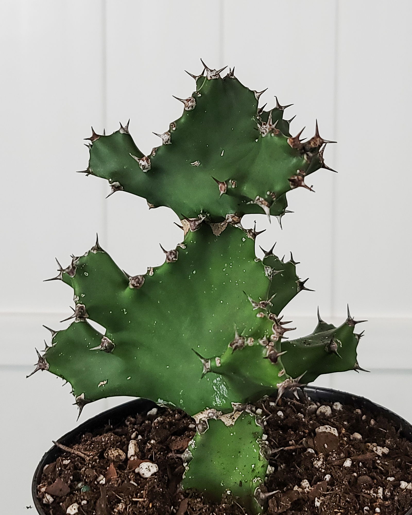 Euphorbia-tortilis-Foliage.jpg