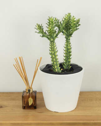 Euphorbia trigona Mint Cream