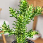 Euphorbia trigona Mint Cream