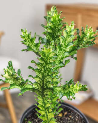 Euphorbia trigona Mint Cream