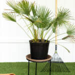 european fan palm