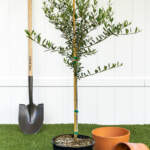 european olivve large