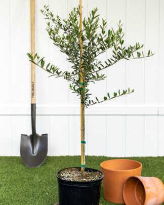 european olivve large