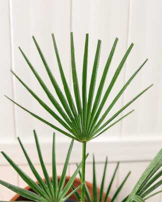 Chamaerops humilis cerifera, European Fan Palm 'Silver', Mediterranean Fan Palm