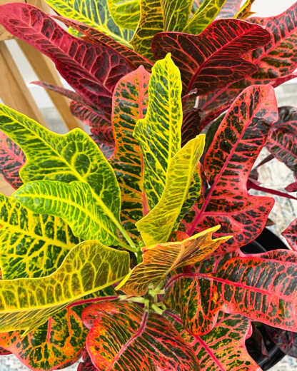 excellente croton