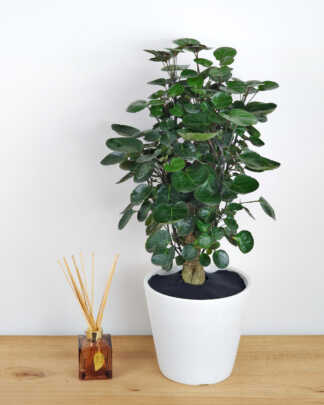 The Aralia 'Fabian' is a captivating houseplant, known for its dense, lush foliage and unique architectural form. This striking variety boasts round, glossy leaves that cascade down a sturdy, central stem, creating a columnar, tree-like appearan