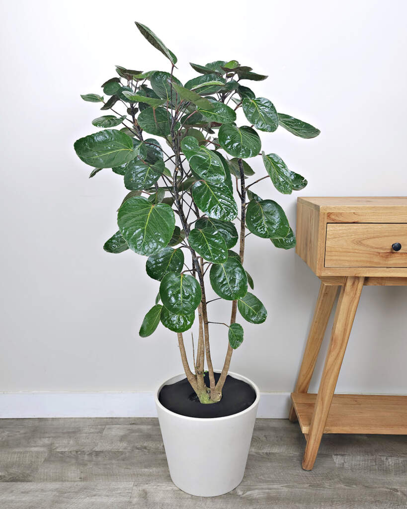 Aralia ‘Fabian’ PlantVine