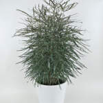 False Aralia