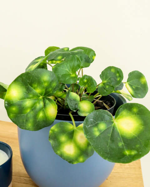 Foliage Foliage