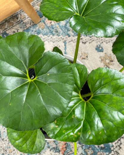 farfugium giant leopard