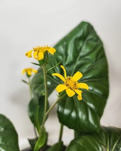 Farfugium-Giganteum-Flower