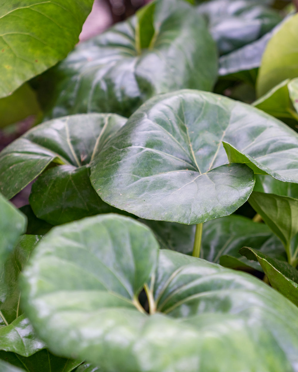 Buy Farfugium japonicum 'Gigantea', Giant Leopard plant, Ligularia