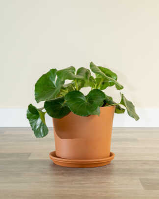 Wildlife Attractor  PlantVine