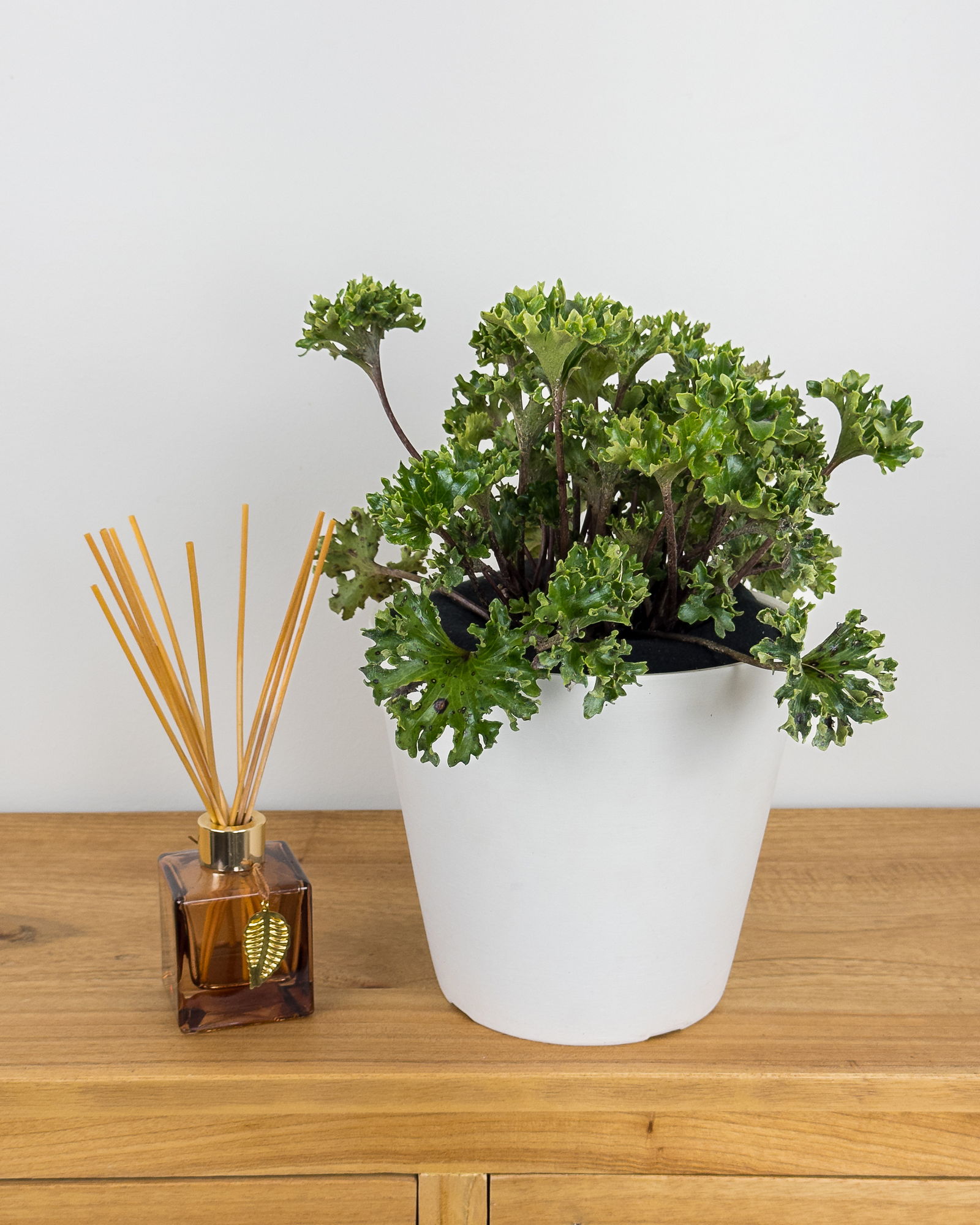 Parsley Leopard Plant PlantVine