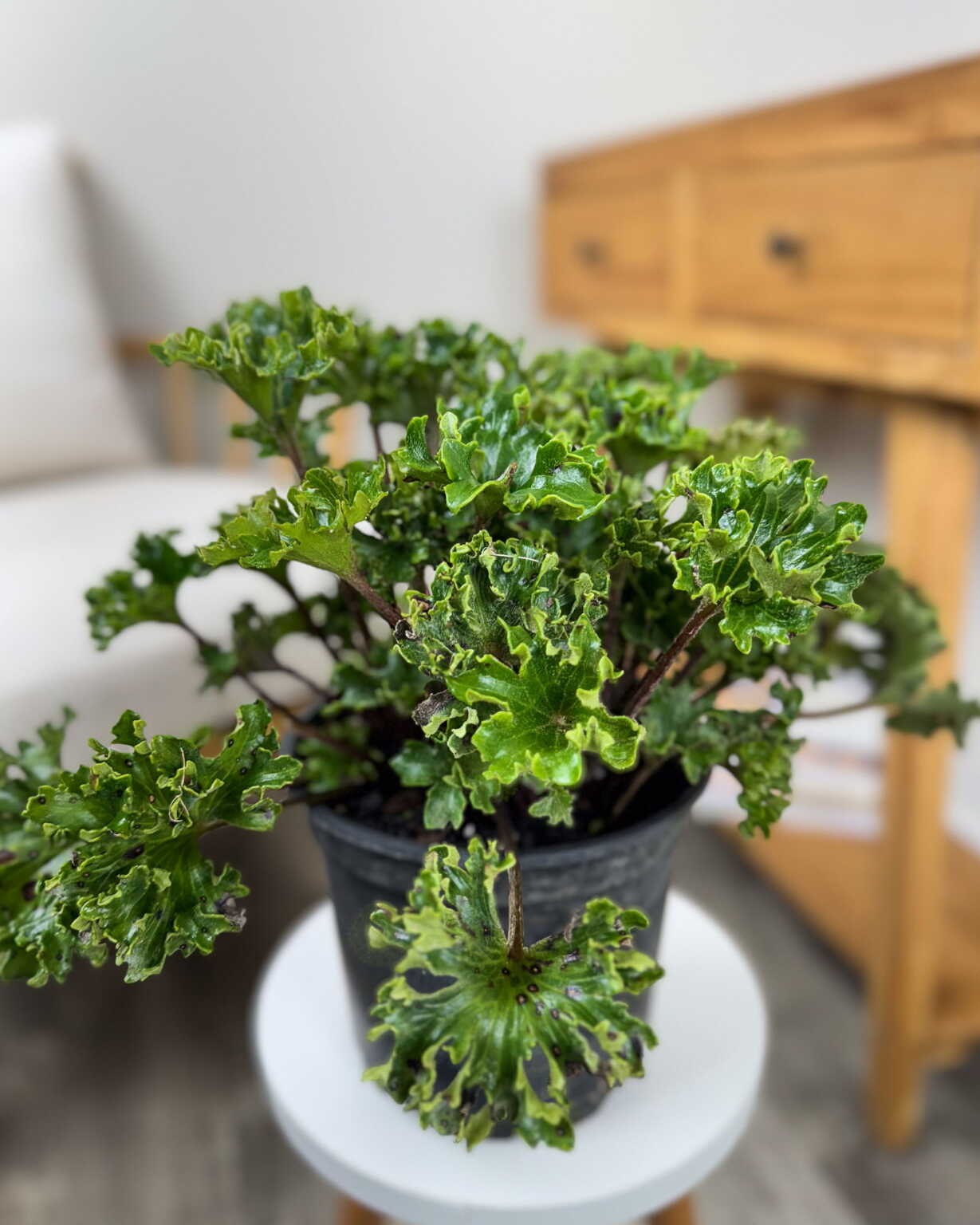 Parsley Leopard Plant PlantVine