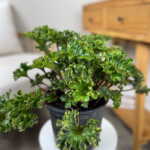 Farfugium Shishi Botan