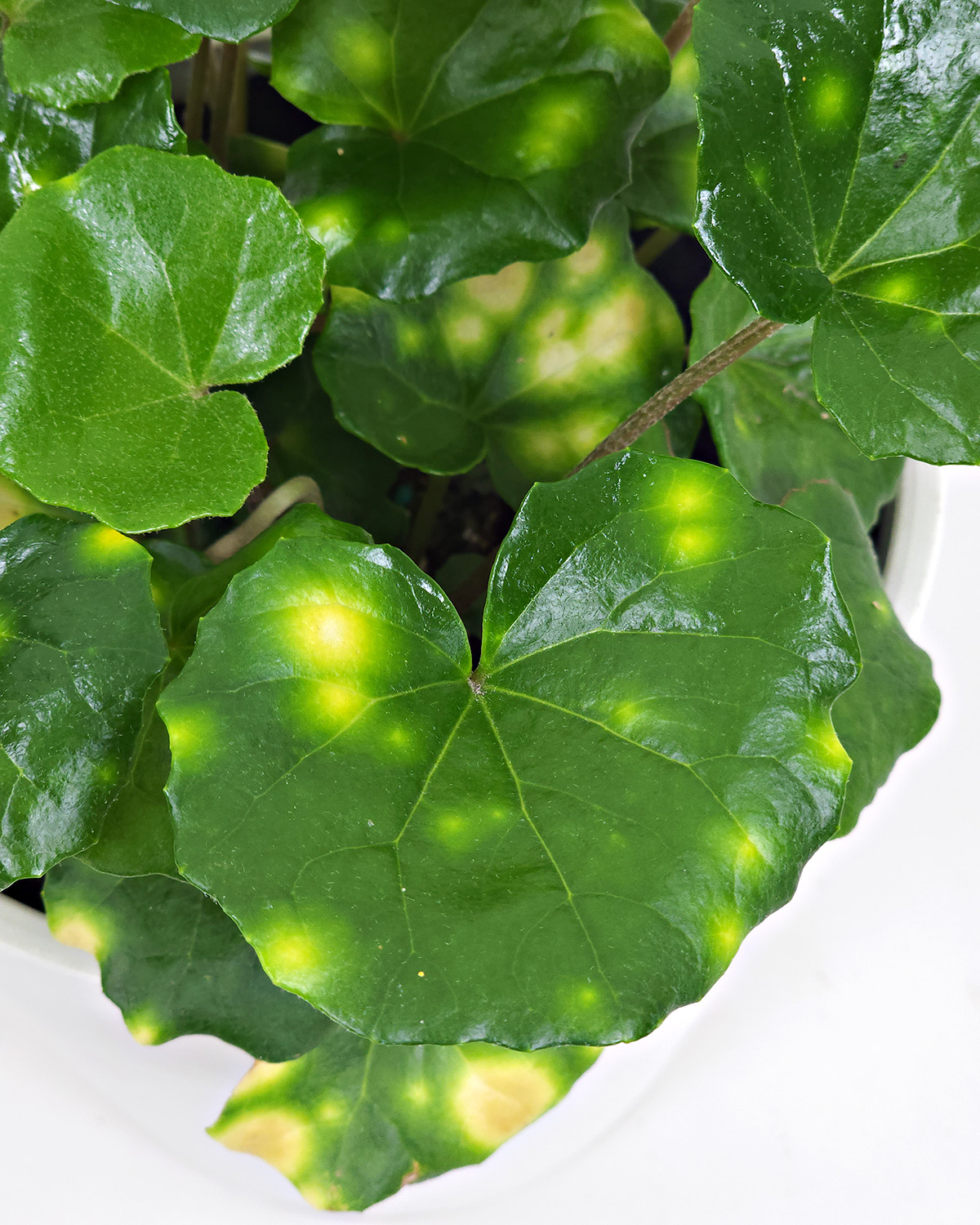 Firefly Leopard Plant PlantVine
