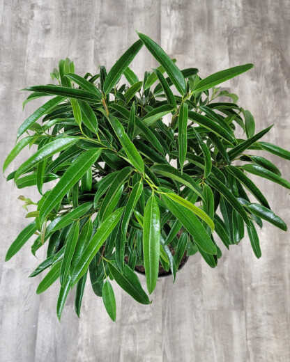 Ficus Alii