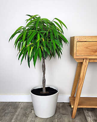 Ficus Alii
