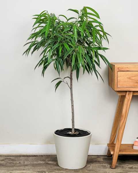 Large, Tree Large, Tree