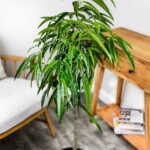 Ficus Alii