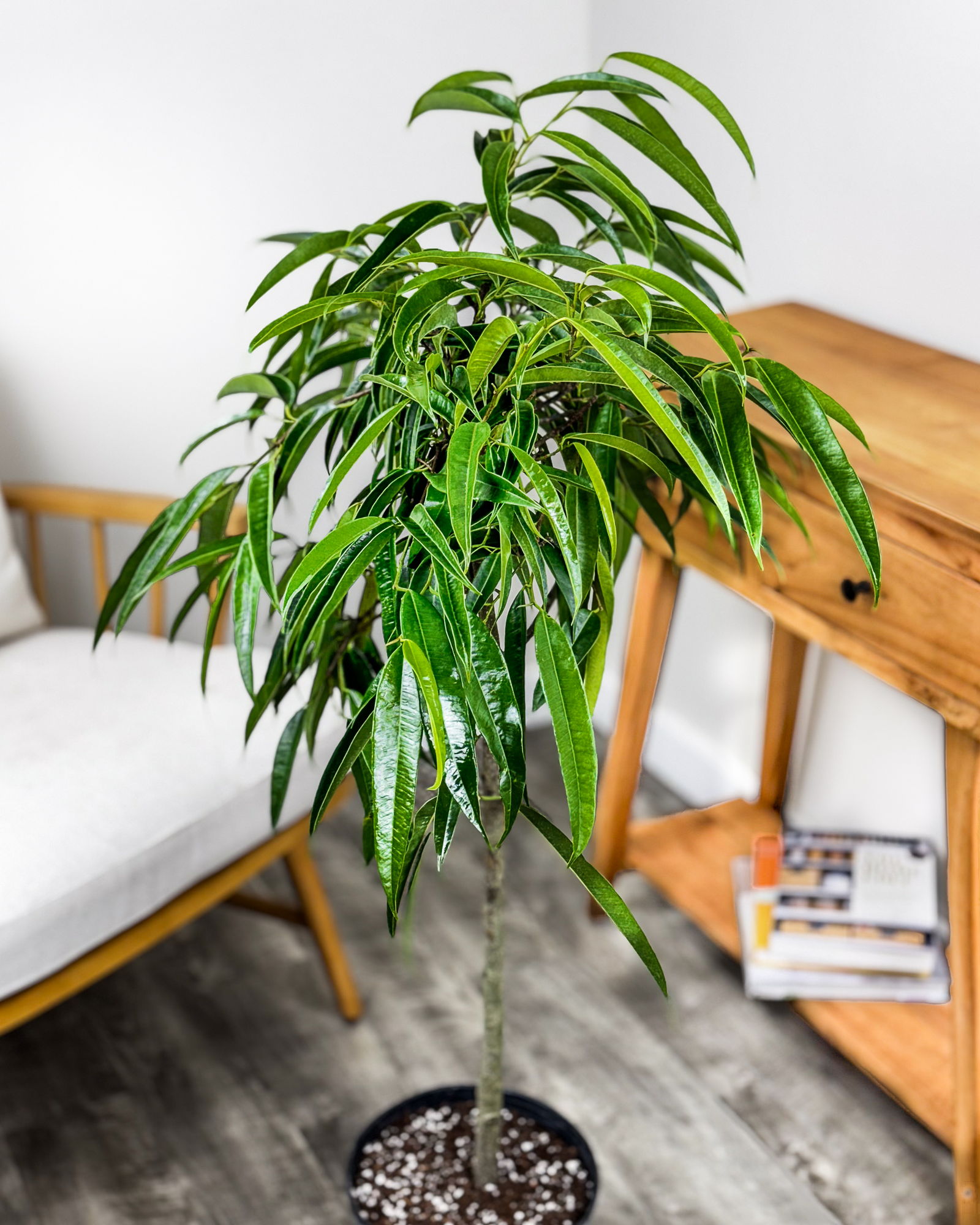 Buy Ficus 'Alii' Plant Online Free Delivery Over 100