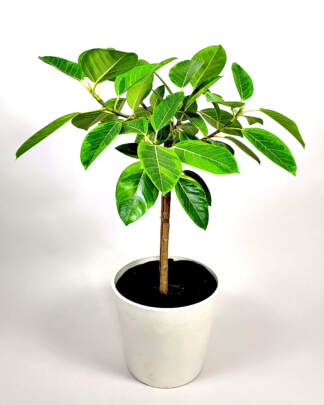 Ficus Alitssima