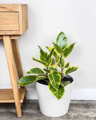 Ficus altissima - Large, Bush